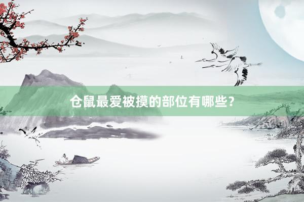 仓鼠最爱被摸的部位有哪些?